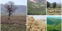 مشارکت صنعت نفت در احیای جنگل‌های زاگرس/ از تولید ۲ میلیون اصله نهال تا آفت‌زدایی