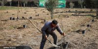 ورود صنعت نفت به درختکاری با مشارکت در کاشت یک میلیارد اصله نهال