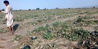وضعیت عجیب کشاورزان سیستانی در سیل اخیر | خسارت‌هایی که سیل به بخش کشاورزی سیستان و بلوچستان زد | تصاویر