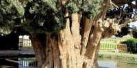 زیباترین درخت ایران | عکس