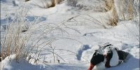 ببینید | تصویر آخرالزمانی یخ زدن هزاران پرنده کنار دریاچه
