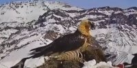 باز هم پرنده افسانه ای! اینبار در یکی از محلات تهران! + تصاویر