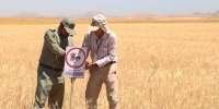 آبیاری زیستگاه میش مرغ با فاضلاب شهری