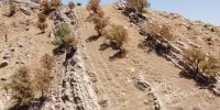 مرگ یک میلیون هکتار از مساحت جنگل‌های زاگرس | درختان امکان زادآوری ندارند | نجات زاگرس ۱۰۰ هزار میلیارد تومان اعتبار می‌خواهد