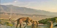 ببینید | تصاویر زیبا از یک خانواده پلنگ ایرانی در شاهرود