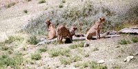 دشمنان یوزپلنگ‌ها وارد توران شدند