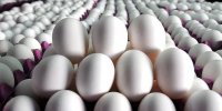 آخرین خبرها از اصلاح قیمت تخم مرغ ؛ تخم مرغ گران می شود؟ | جدیدترین قیمت‌ها را ببینید