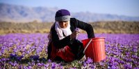 انواع زعفران کشت جدید چند؟ | قیمت ها را مقایسه کنید