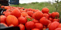 گوجه از این تاریخ ارزان می شود ؛ گران نخرید | گوجه ۷۰ هزار تومان شد؟