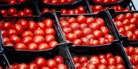 ارزانی گوجه فرنگی تا هفته آینده ؛  گوجه به کیلویی چند می رسد؟
