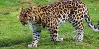 مشاهده دو توله پلنگ ایرانی در پارک ملی گلستان+ فیلم + (فیلم)