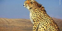  تصاویری از یک قلاده پلنگ در پارک ملی صیدوا