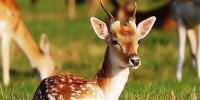 آهویی که مار می‌خورد!/ عکس