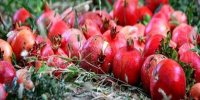 ویژگی بی‌نظیر این ۸ میوه قرمز برای حفظ سلامتی‌
