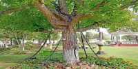 ماجرای جالب درختی که از ۱۲۵ سال پیش تاکنون در بازداشت است/ عکس