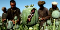 واکنش کاربران خبرآنلاین به خبری درباره قیمت تریاک/ «یادش بخیر کوپن تریاک»