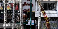 ماجرای ثبت میراثی درختان ارزشمند تهران چیست؟