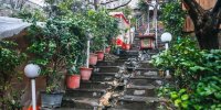 خوشمزه هایی میان دره ها و باغ ها