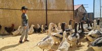 انس با حیوانات در مزرعه خورشید