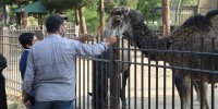 تماشای قوچ مینیاتوری تا افعی شاخدار در پایتخت
