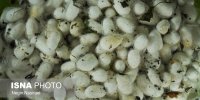 بابل طلیعه‌دار صنعت نوغانداری در مازندران