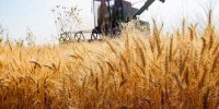 پیش بینی تولید ۱۳.۵ میلیون تن گندم در سال زراعی جاری