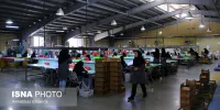 بهره‌مندی بیش از ۱۰هزار شرکت دانش‌بنیان از مزایای قانون جهش تولید در دولت سیزدهم