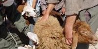 اجرای برنامه ملی واکسیناسیون علیه بیماری طاعون نشخوار کنندگان کوچک