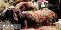 قیمت گوسفند عید قربان به زودی اعلام می شود