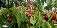 ویدیو/ صادرات بیش از ۹۰۰ تن گیلاس از خراسان شمالی به روسیه