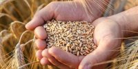 خرید تضمینی ۴.۷ میلیون تن گندم در فصل بهار