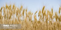 پرداخت ۱۵۰۰ میلیارد تومان دیگر از مطالبات گندمکاران خوزستانی