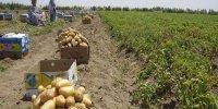 پیش‌بینی تولید بیش از ۲۵ میلیون تن سبزی و صیفی