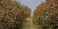 نگذارید هر چه در باغات پسته رشته‌ایم، پنبه شود