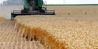 خرید گندم از ۱۱ میلیون و ۱۱۲ هزار تن گذشت/ پرداخت مطالبات کشاورزان تا پایان شهریور ماه