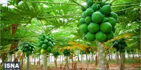 ویدیو/ پرورش میوه استوایی پاپایا برای نخستین‌بار در دزفول