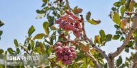 کاهش ۱۰ درصدی تولید پسته نسبت به سال گذشته