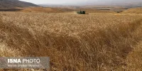 آیا تولید گندم با توجه به قیمت جهانی صرفه اقتصادی دارد یا واردات؟
