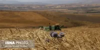 گندم؛ ستون امنیت غذایی کشور / سه‌دوره خودکفایی در تولید و امید به صادرات گندم در یک‌سال اخیر