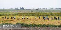 «برنج» در ایران؛ از نقش‌آفرینی در اقتصاد ملی تا جایگاه منطقه‌ای و جهانی