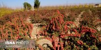 خطر نابودی درخت زرشک بی‌دانه/پسته جای «گنج طلایی طبیعت» می‌نشیند