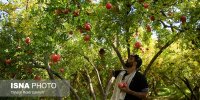 احداث ۲ هزار هکتار باغ جدید در لرستان