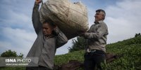چقدر از مطالبات چایکاران باقی مانده است؟
