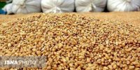 صادرات بیش از سه میلیون کیلوگرم خوراک آبزیان از لرستان