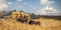 بیمه گندمکاران؛ کلاف سردرگم در میان تصمیم‌گیری‌ها!
