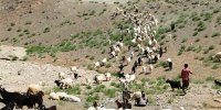 ببینید | انتقال آذوقه با طناب به عشایر آبدانانی