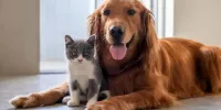 ببینید | همکاری دیدنی گربه برای رساندن خوراکی به سگ!
