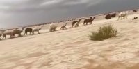 ببینید | تبدیل شدن صحرا به رودخانه یخی در عربستان!