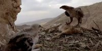 ببینید | ثبت لحظه جذاب غذا دادن عقاب به جوجه‌هایش در ارتفاعات زاگرس