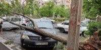 ببینید | لحظه تلخ سقوط درخت روی یک خودرو در خیابان آقایی در شیراز